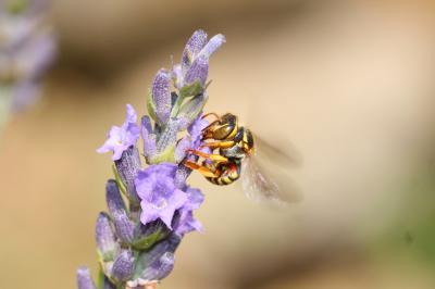  Rhodanthidium infuscatum (Erichson, 1835)