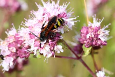  Scolia fuciformis Scopoli, 1786