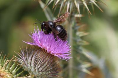 Abeille charpentière, Xylocope violet Xylocopa violacea (Linnaeus, 1758)