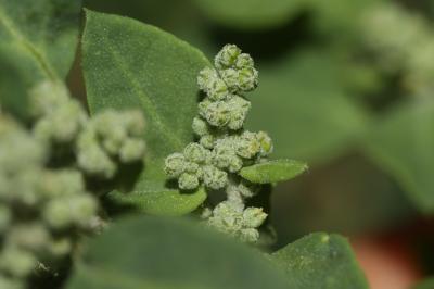 Chénopode fétide, Chénopode puant Chenopodium vulvaria L., 1753