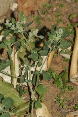 Chénopode fétide, Chénopode puant Chenopodium vulvaria L., 1753