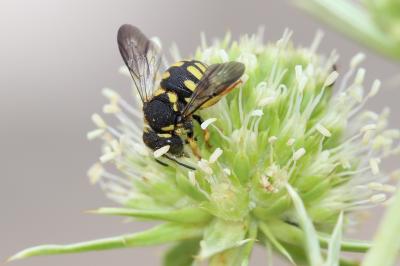  Anthidiellum strigatum (Panzer, 1805)