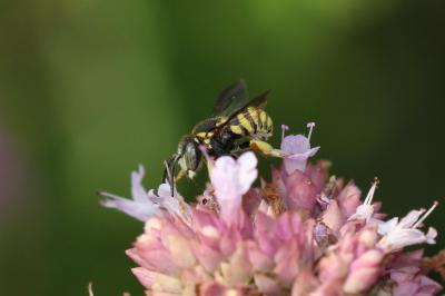 Anthidiellum strigatum (Panzer, 1805)