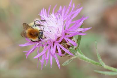 Bourdon des champs Bombus pascuorum (Scopoli, 1763)