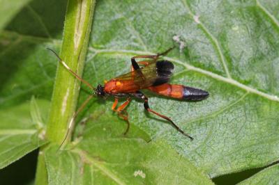  Ctenochares bicolorus (Linnaeus, 1767)