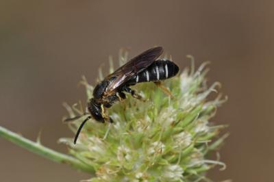  Halictus maculatus Smith, 1848