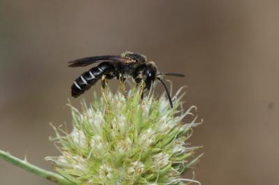  Halictus maculatus Smith, 1848