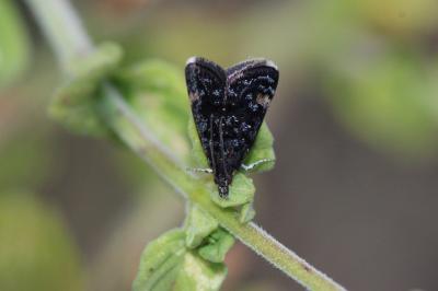  Heliothela wulfeniana (Scopoli, 1763)