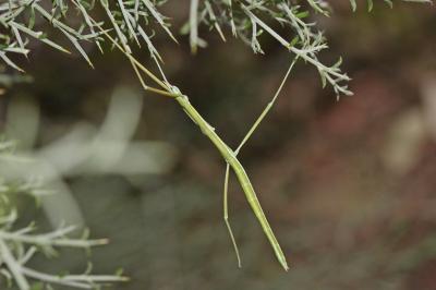  Leptynia hispanica (Bolivar, 1878)