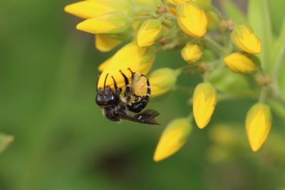  Macropis europaea Warncke, 1973