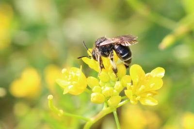  Macropis europaea Warncke, 1973