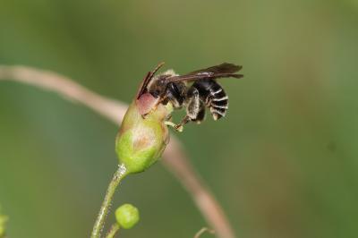  Macropis europaea Warncke, 1973