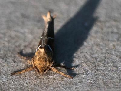 Sylvine (La) Triodia sylvina (Linnaeus, 1760)