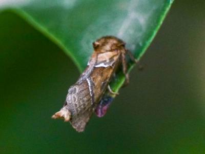 Sylvine (La) Triodia sylvina (Linnaeus, 1760)