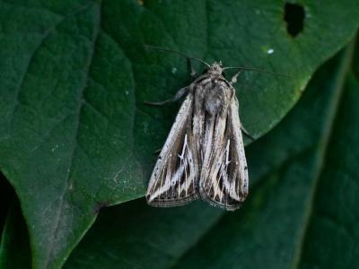 L blanc (Le) Mythimna l-album (Linnaeus, 1767)