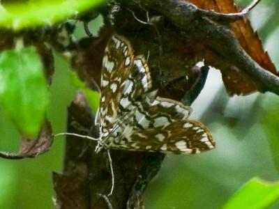  Elophila nymphaeata (Linnaeus, 1758)
