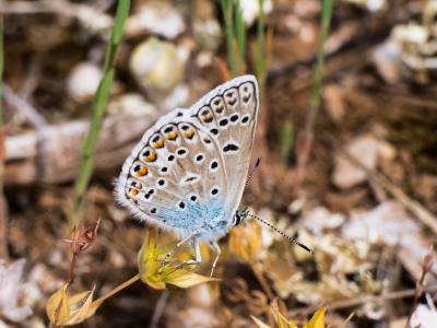Azuré de l'Adragant (L'), Azuré du Plantain (L'),  Polyommatus escheri (Hübner, 1823)