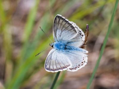 Bleu-nacré d'Espagne (Le) Lysandra hispana (Herrich-Schäffer, 1852)