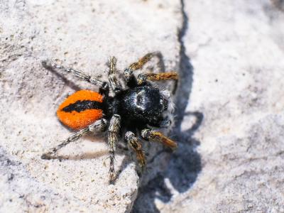 Saltique sanguinolent Philaeus chrysops (Poda, 1761)