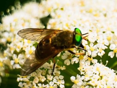  Philipomyia aprica (Meigen, 1820)