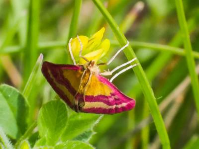  Pyrausta virginalis Duponchel, 1832