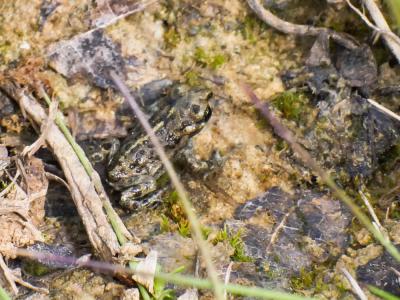 Crapaud calamite Epidalea calamita (Laurenti, 1768)