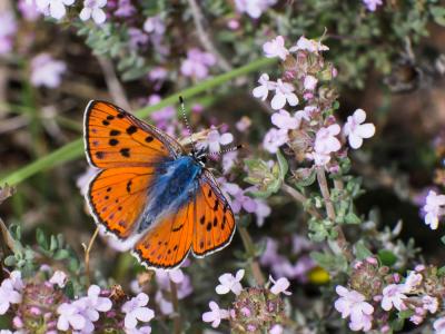 Cuivré flambloyant (Le) Lycaena alciphron gordius (Sulzer, 1776)