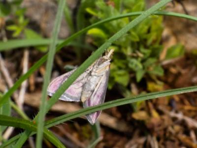 Noctuelle purpurine (La) Eublemma purpurina (Denis & Schiffermüller, 1775)