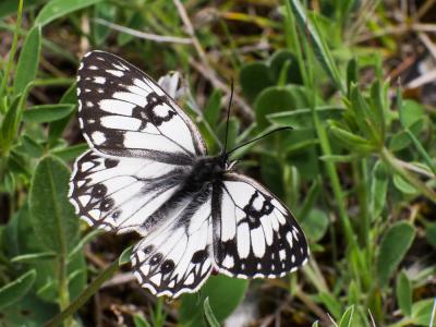 Échiquier d'Occitanie (L'), Demi-Deuil occitan (Le Melanargia occitanica (Esper, 1793)