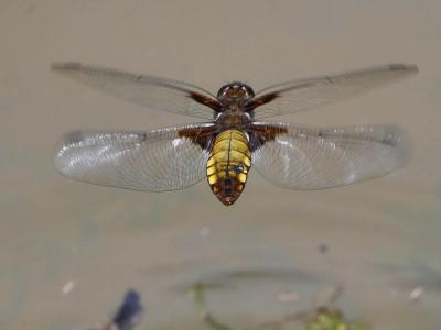 Libellule déprimée (La) Libellula depressa Linnaeus, 1758
