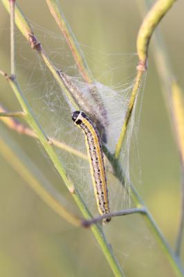  Evergestis extimalis (Scopoli, 1763)