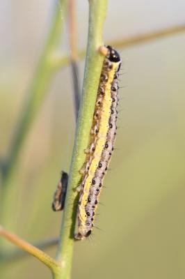  Evergestis extimalis (Scopoli, 1763)