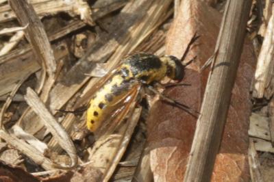  Toxophora fasciculata (Villers, 1789)