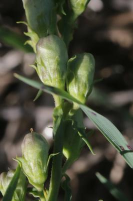 Linaire commune Linaria vulgaris Mill., 1768