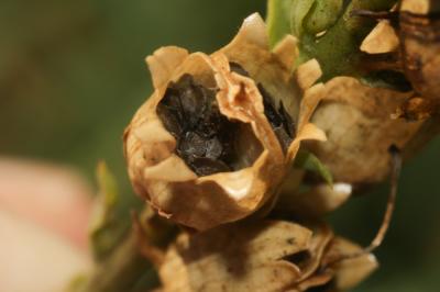 Linaire commune Linaria vulgaris Mill., 1768