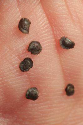 Linaire commune Linaria vulgaris Mill., 1768