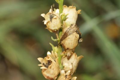 Linaire commune Linaria vulgaris Mill., 1768