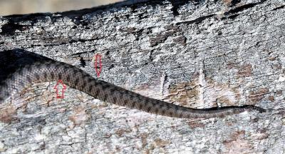 Couleuvre vipérine Natrix maura (Linnaeus, 1758)