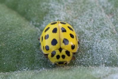 Coccinelle à vingt-deux points Psyllobora vigintiduopunctata (Linnaeus, 1758)