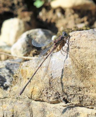 Leste vert Chalcolestes viridis (Vander Linden, 1825)