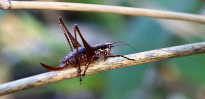 Decticelle frêle Yersinella raymondii (Yersin, 1860)