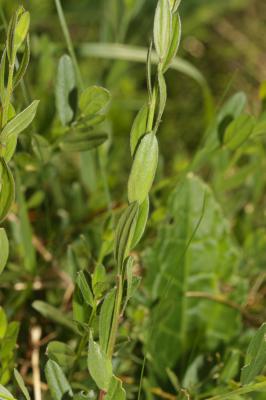 Genêt des teinturiers, Petit Genêt Genista tinctoria L., 1753