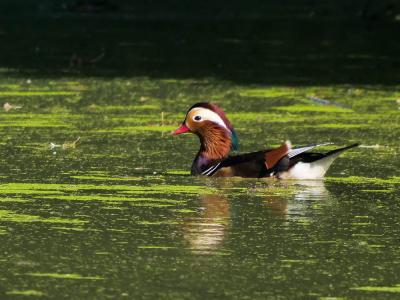 Canard mandarin Aix galericulata (Linnaeus, 1758)