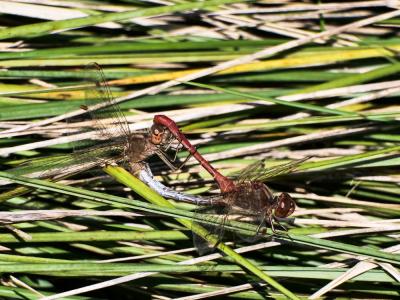 Sympétrum méridional (Le) Sympetrum meridionale (Selys, 1841)