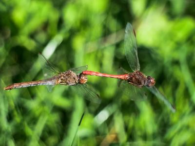 Sympétrum méridional (Le) Sympetrum meridionale (Selys, 1841)