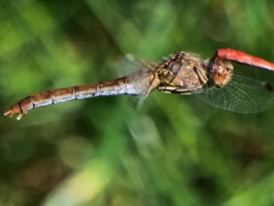 Sympétrum méridional (Le) Sympetrum meridionale (Selys, 1841)