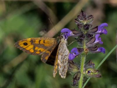 Mégère (La), Satyre (Le) Lasiommata megera (Linnaeus, 1767)
