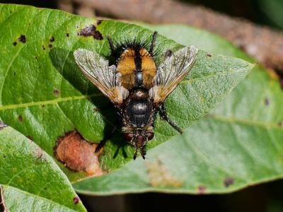  Tachina magnicornis (Zetterstedt, 1844)