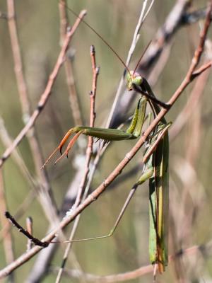 Mante religieuse Mantis religiosa (Linnaeus, 1758)
