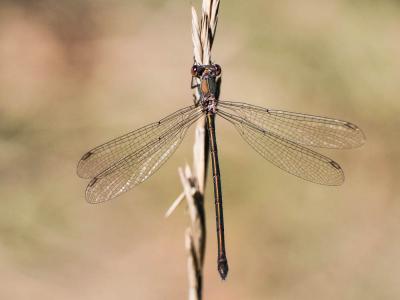 Leste vert Chalcolestes viridis (Vander Linden, 1825)